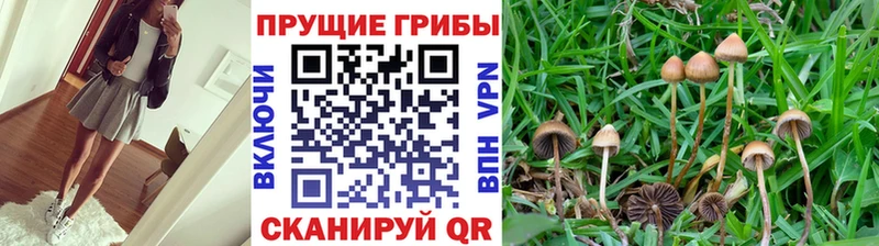 Псилоцибиновые грибы ЛСД Правдинск